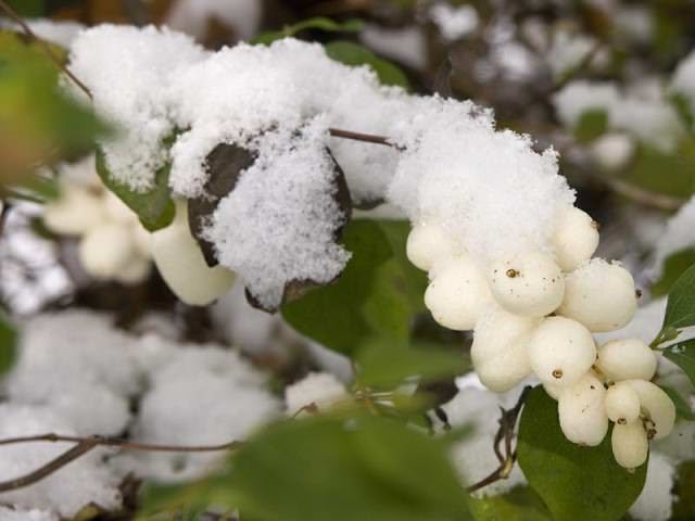 Агротехника выращивания снежной ягоды на даче - куст с белыми шариками