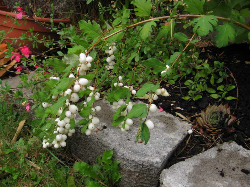 Агротехника выращивания снежной ягоды на даче - куст с белыми шариками