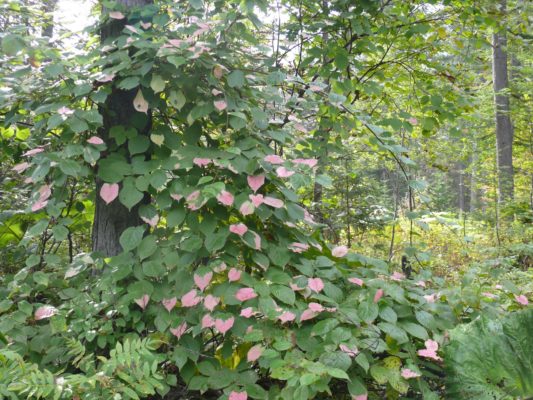 Актинидия коломикта: особенности выращивания северного киви