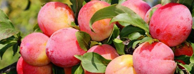 Слива июльская розовая - описание и выращивание