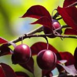 Cherry plum - слива миниатюрная