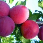 Cherry plum - слива миниатюрная