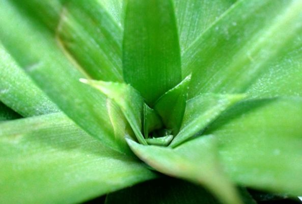 Ананас - растение, уход и надежда на успех