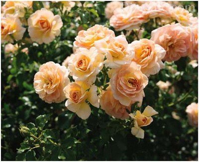 Ароматы Вечернего сада: подборка лучших сортов ароматных цветов