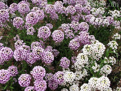 Ароматы Вечернего сада: подборка лучших сортов ароматных цветов