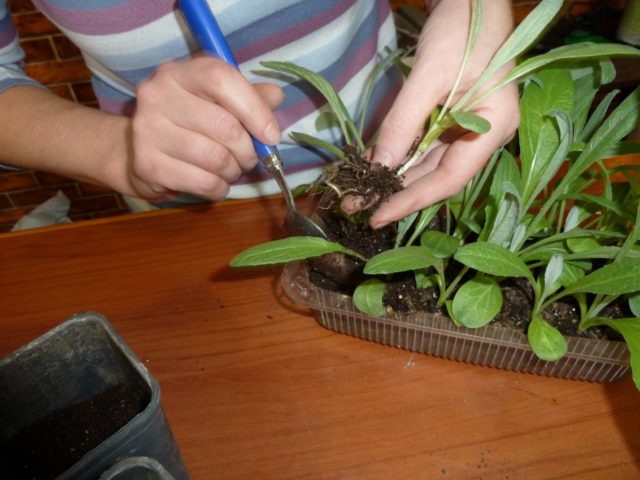 Артишок - выращивание из семян, рассады, посадка и уход в открытом грунте, в домашних условиях, фото, отзывы