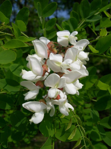 Акация белая (robinia pseudoacacia): уход и размножение