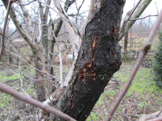 Болезни и паразиты грушевого дерева: профилактика и борьба