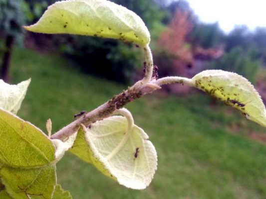 Болезни и паразиты грушевого дерева: профилактика и борьба