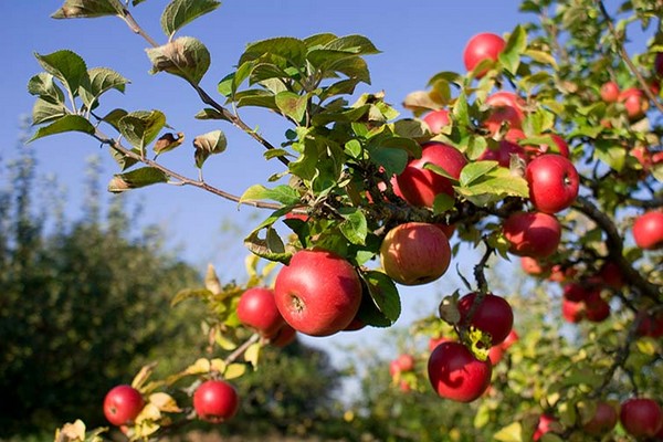 Болезни яблонь и их лечение