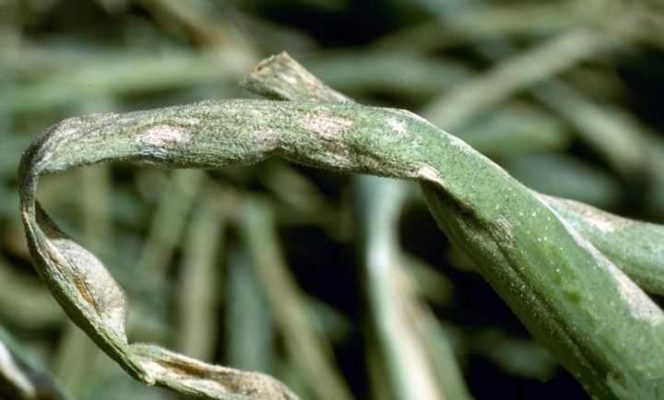 Болезни лука: как помочь растению