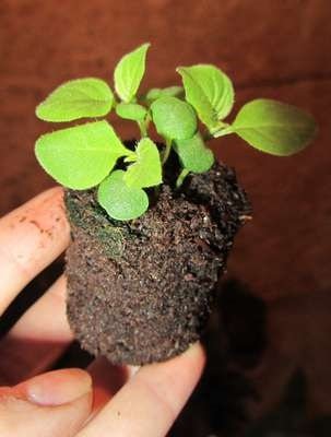 Броваллия: как вырастить нежное растение, цветущее круглый год