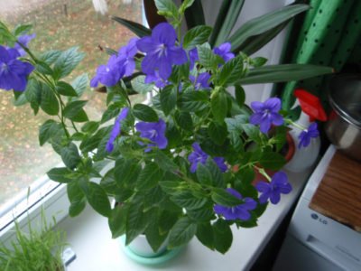 Броваллия: как вырастить нежное растение, цветущее круглый год