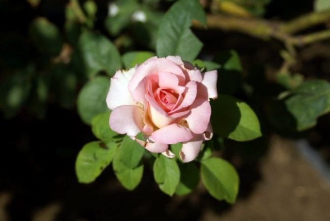 Чайная роза: сорта, посадка, секреты ухода, домашние виды (101 фото + видео)