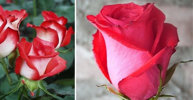 Чайная роза: сорта, посадка, секреты ухода, домашние виды (101 фото + видео)