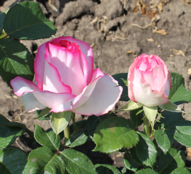 Чайно-гибридная роза Белла Вита (Bella Vita): описание и фото, отзывы