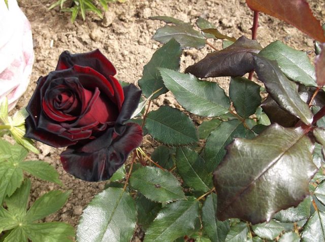 Чайно-гибридная роза Black Magic (Black Magic)