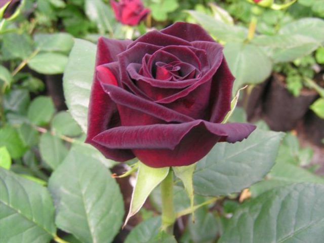 Чайно-гибридная роза Black Magic (Black Magic)