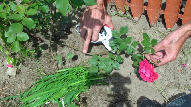 Срезка роз: способы, особенности укоренения, технология размножения
