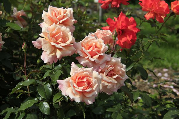 Срезка роз: способы, особенности укоренения, технология размножения