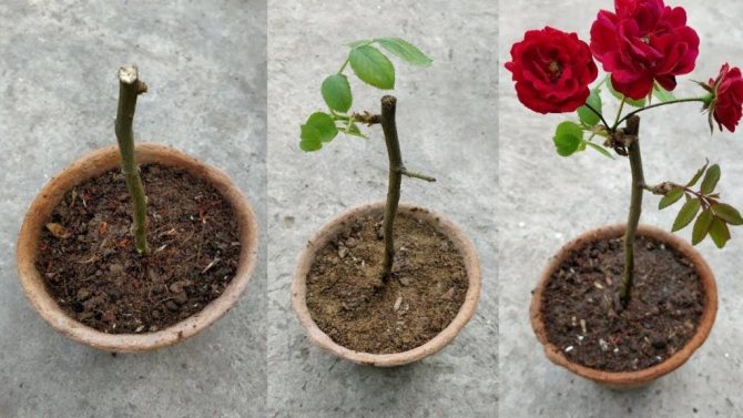Вырезка роз в чашках - зимний питомник роз на подоконнике