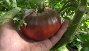 Черные сорта томатов с фото и описанием