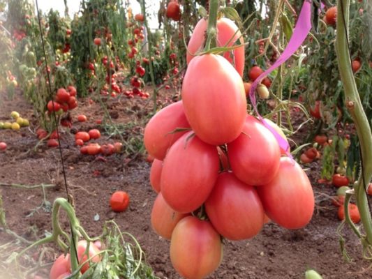 Чио-Чио-сан: прекрасный сорт мелкоплодных помидоров
