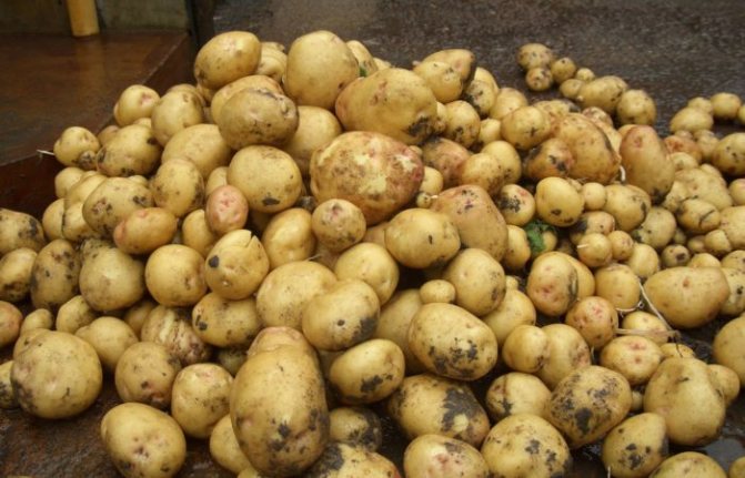 Чистый погреб - незагрязненный урожай: какие условия нужны для хранения картофеля зимой