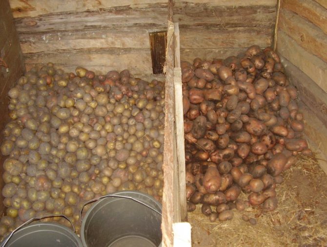 Чистый погреб - незагрязненный урожай: какие условия нужны для хранения картофеля зимой