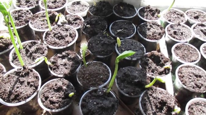 Черная фасоль: распространенные сорта и агротехника