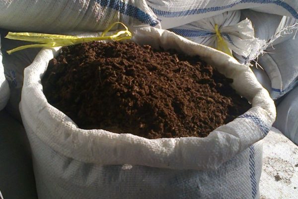 Черная фасоль: распространенные сорта и агротехника