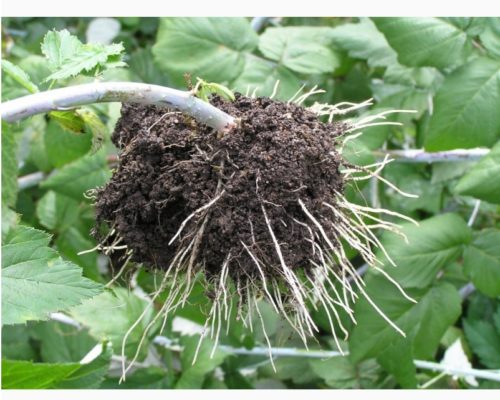 Камберлендская черная малина: как вырастить необычную ягоду