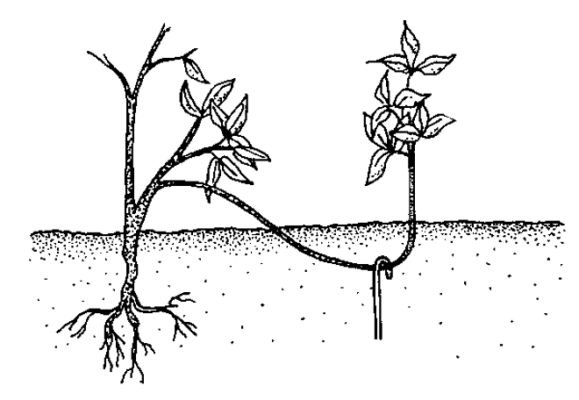 Черная смородина: история выращивания и этапы агротехники