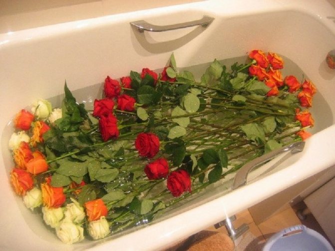 Что можно сделать, чтобы срезанные розы дольше оставались в вазе и почему они быстро вянут?