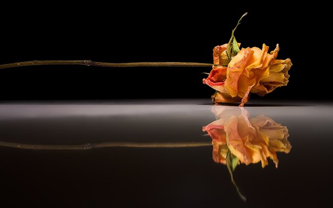 Что можно сделать, чтобы срезанные розы дольше оставались в вазе и почему они быстро вянут?