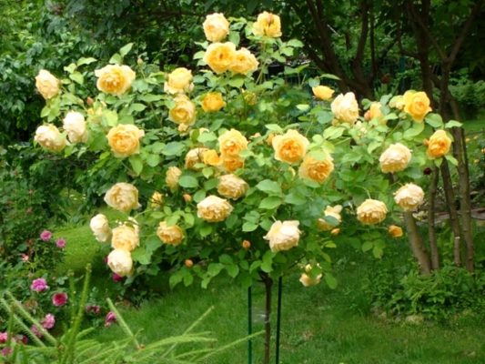 Что такое стандартная роза: сад из страны чудес