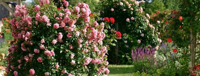 Что такое стандартная роза: сад из страны чудес