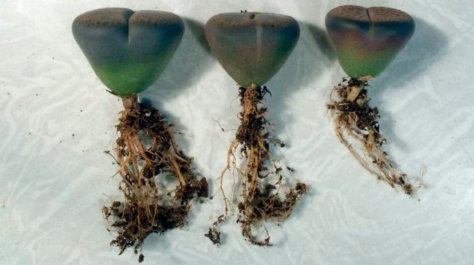Чудо природы - литопсы. Как вырастить их из семян в домашних условиях, можно ли выращивать в открытом грунте?