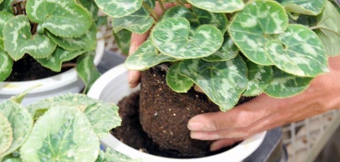 Цикламен - размножение делением семян, листьев и клубней, уход за персидским и европейским растением в домашних условиях