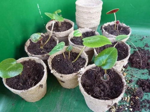 Цикламен - размножение делением семян, листьев и клубней, уход за персидским и европейским растением в домашних условиях