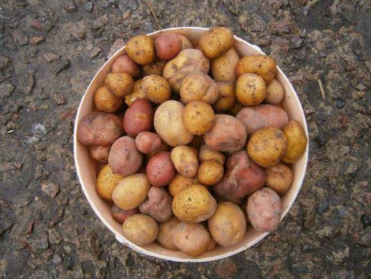 Способы выращивания рассады картофеля и их эффективность - на заметку садоводу