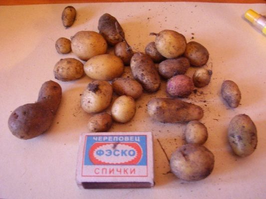 Способы выращивания рассады картофеля и их эффективность - на заметку садоводу