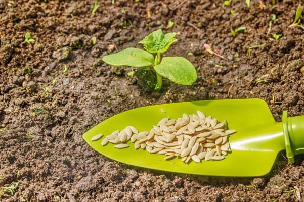 Кабачки: как вырастить нежный и полезный овощ
