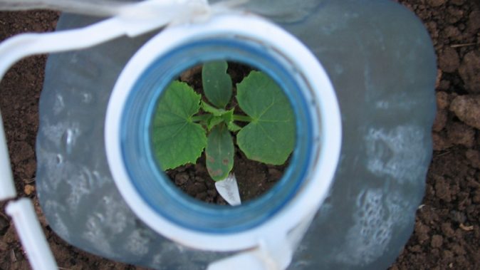 Кабачки: как вырастить нежный и полезный овощ