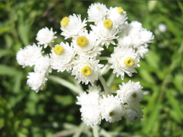 Цветок анафалис: описание, сорта и виды, посадка и уход