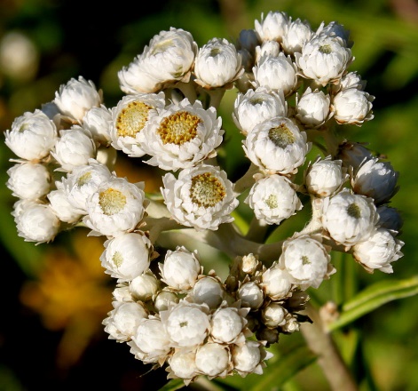 Цветок анафалис: описание, сорта и виды, посадка и уход
