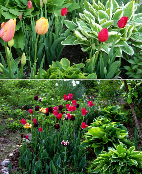 Хоста цветок: посадка, выращивание и уход в открытом грунте, фотографические сорта