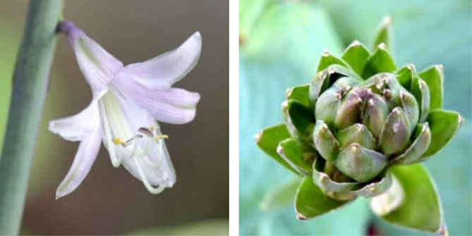 Хоста цветок: посадка, выращивание и уход в открытом грунте, фотографические сорта
