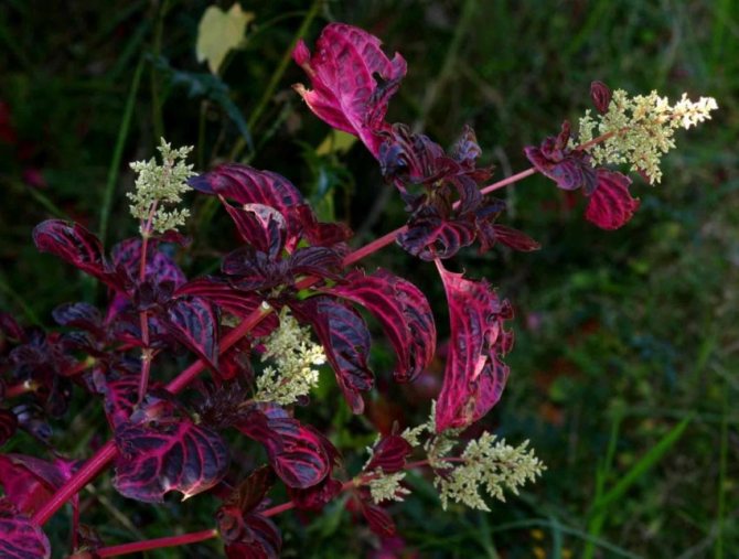 Цветок ирезин - описание, советы по уходу за растением