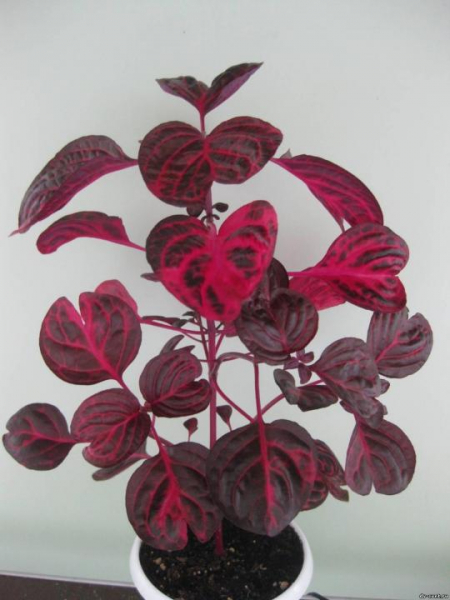 Цветок ирезин - описание, советы по уходу за растением